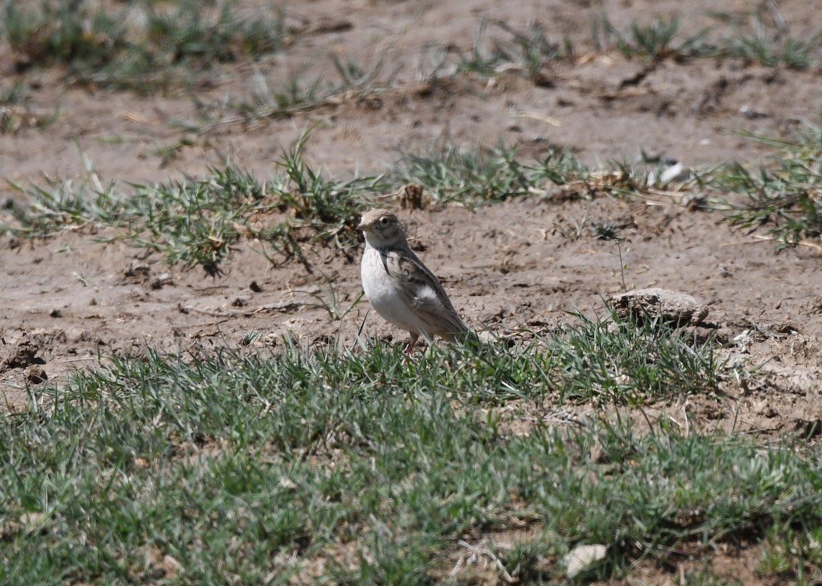 skřivánek turkestánský - ML644522291