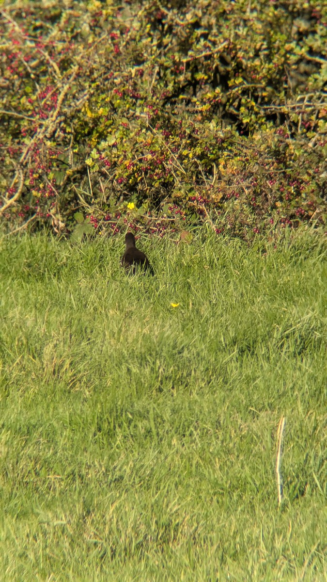 バン - ML644522294