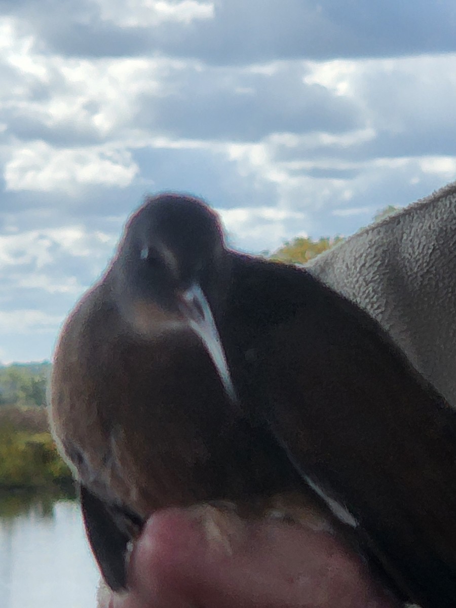 Virginia Rail - ML644522301
