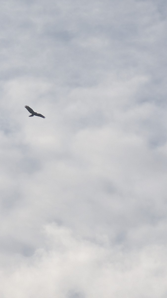 ヨーロッパノスリ - ML644522304