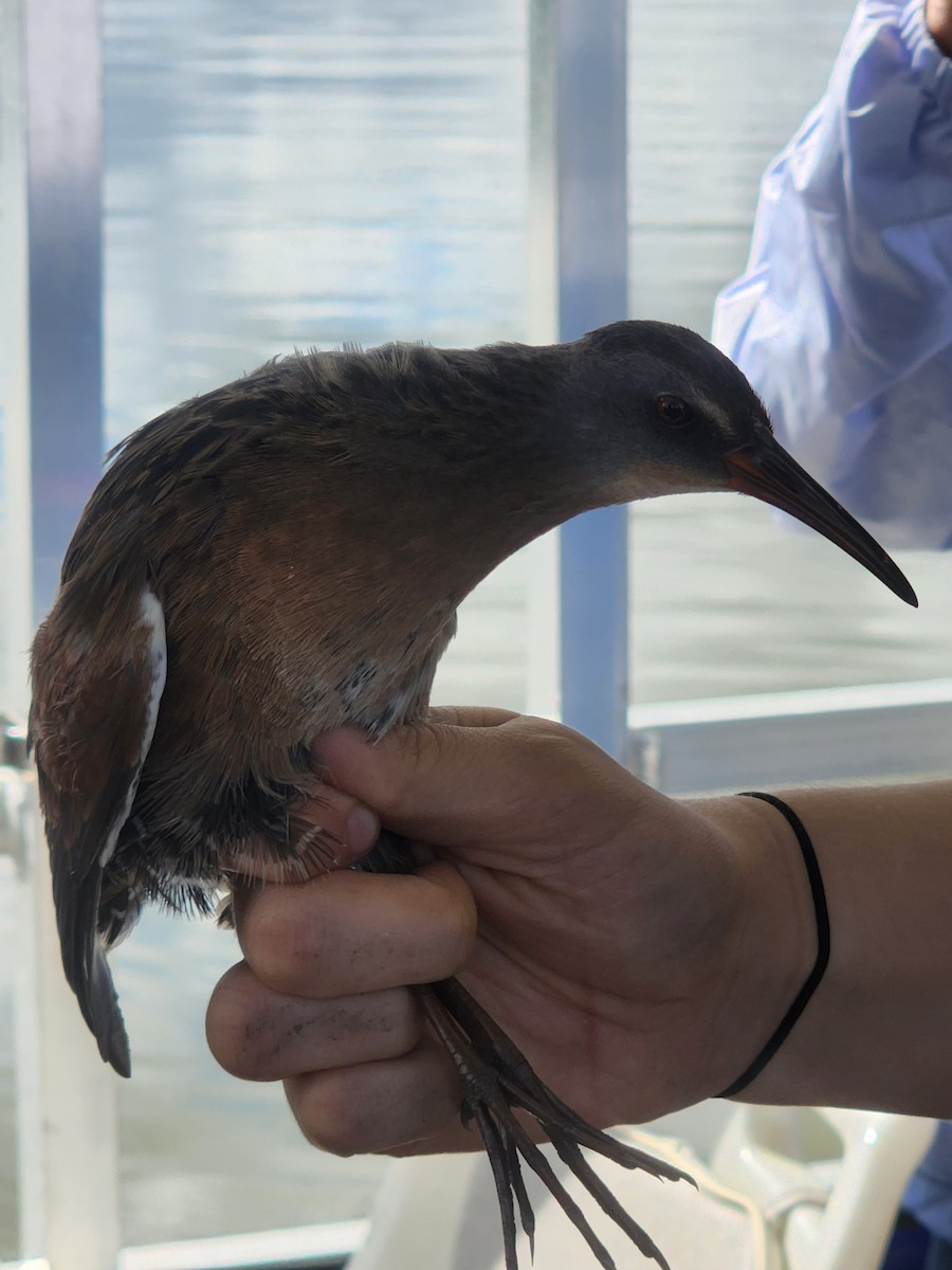 Virginia Rail - ML644522307