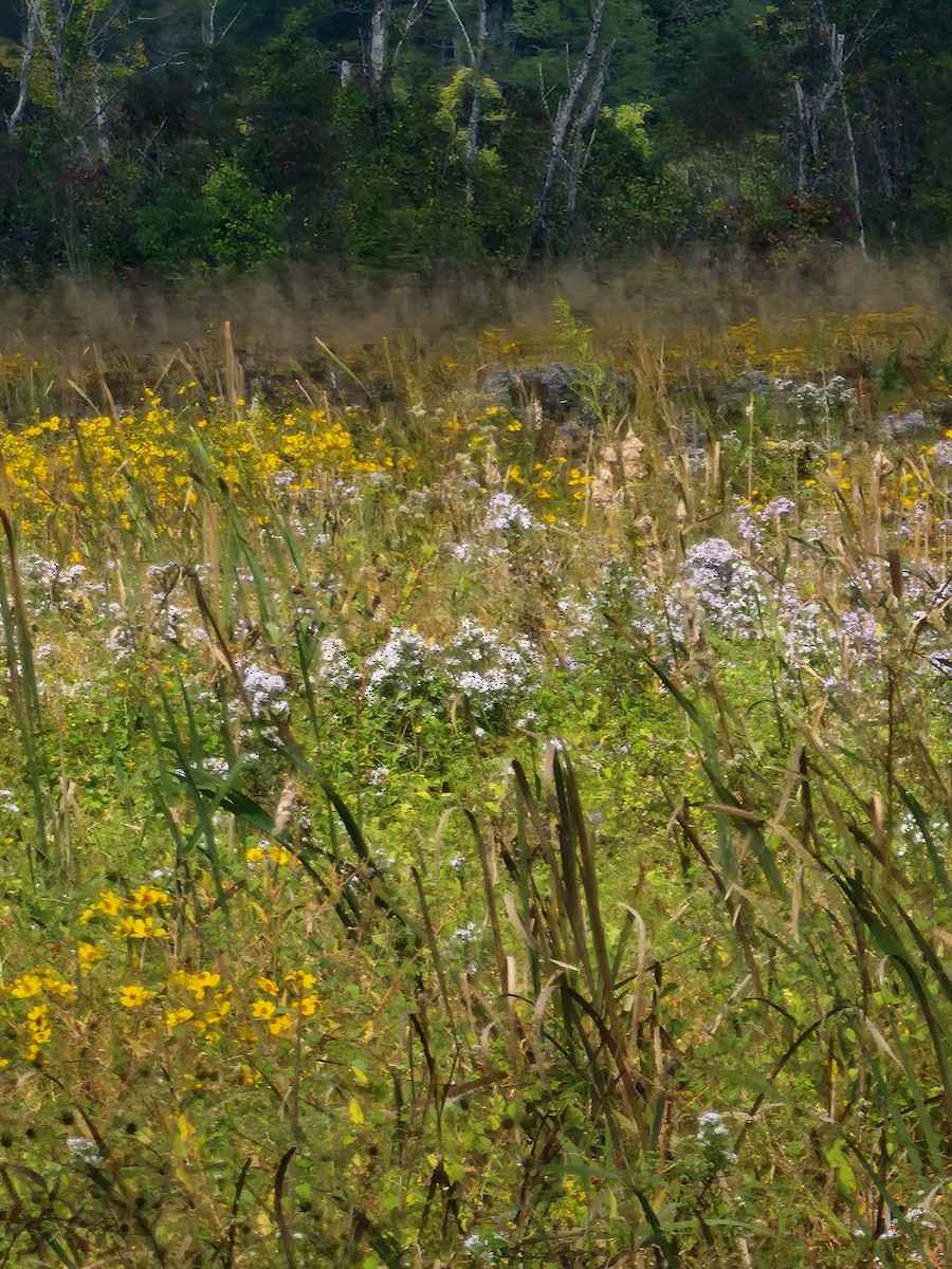 Virginia Rail - ML644522308