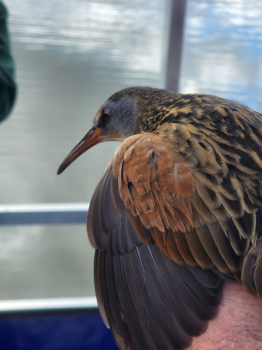 Virginia Rail - ML644522310