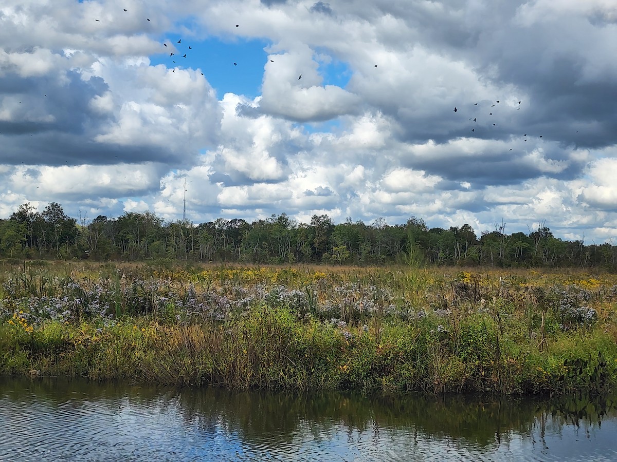 Virginia Rail - ML644522311