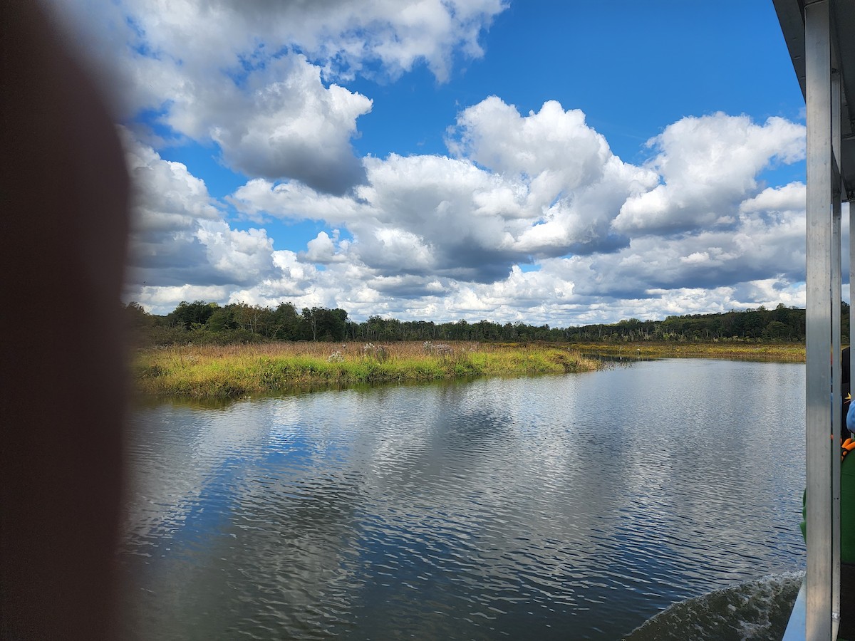 Virginia Rail - ML644522312