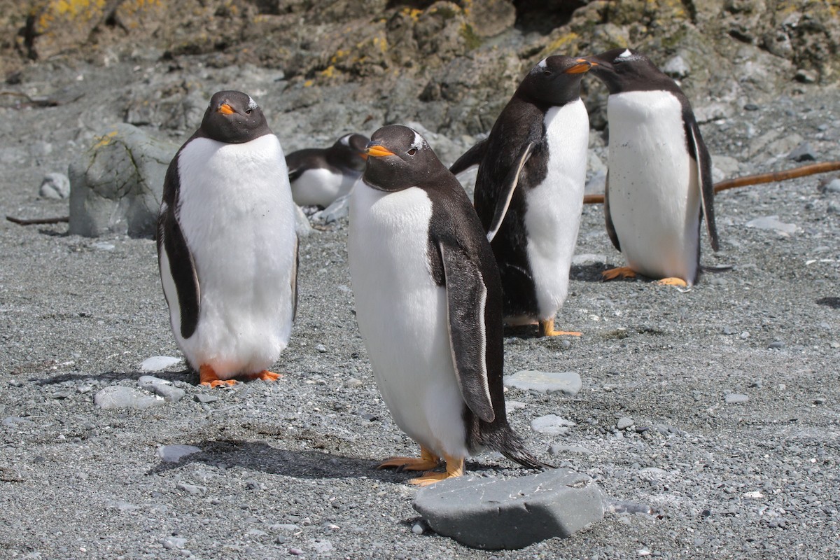 ジェンツーペンギン - ML644522313