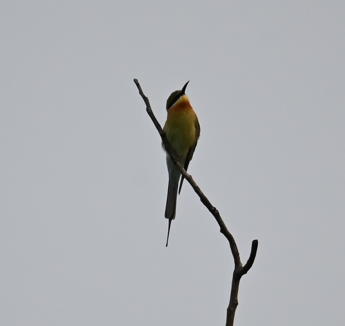 ハリオハチクイ - ML644522314