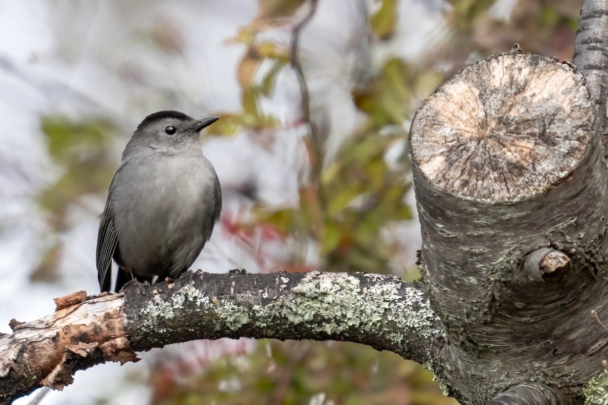 Gray Catbird - ML644522319