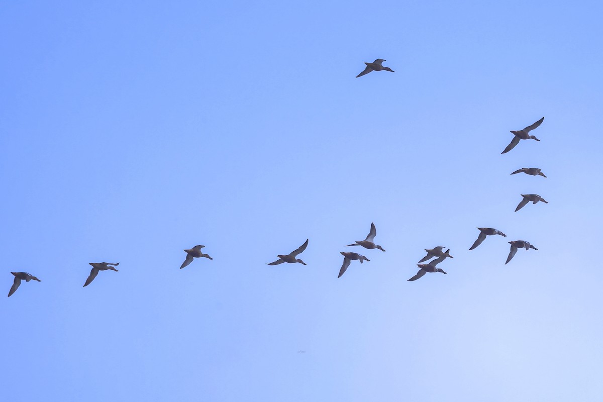 Широконіска північна - ML644522320