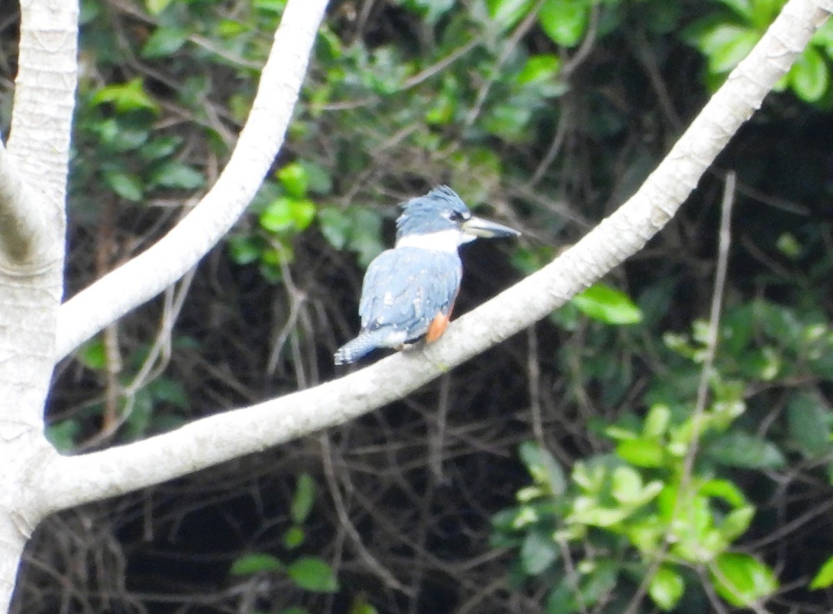 クビワヤマセミ - ML644522328