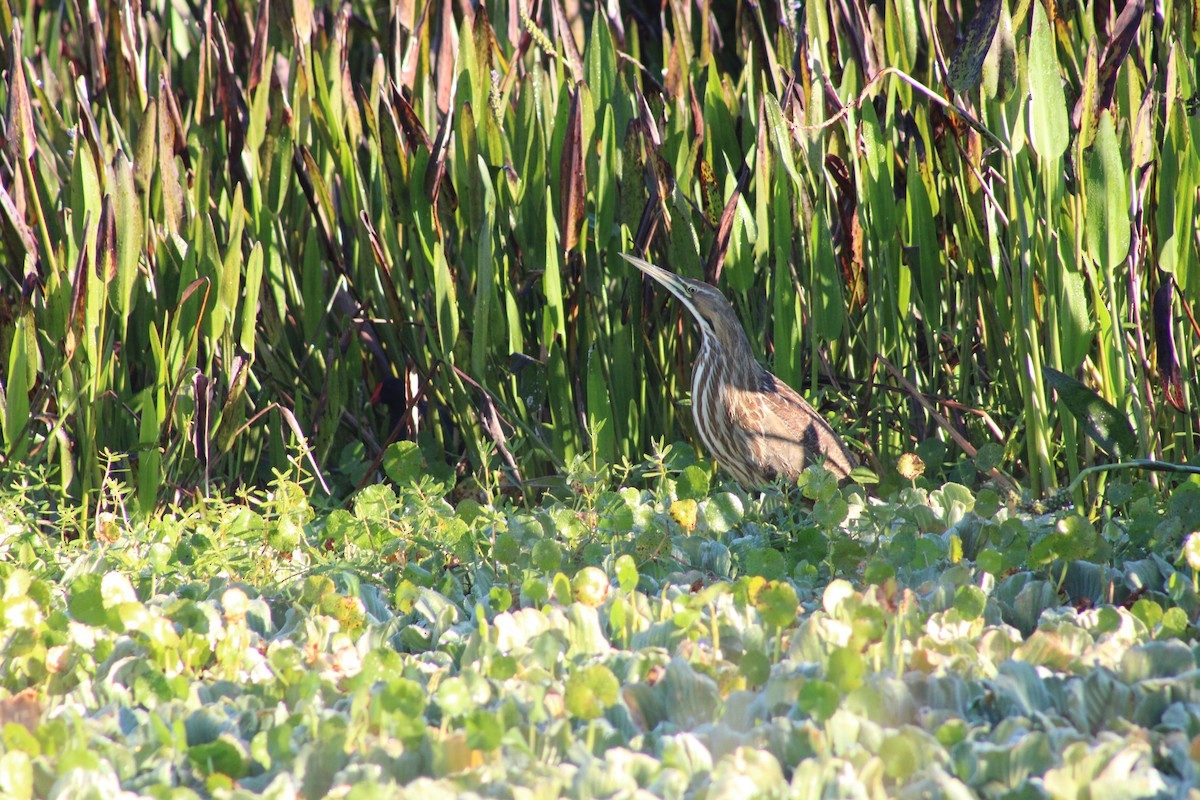 amerikarørdrum - ML644522329