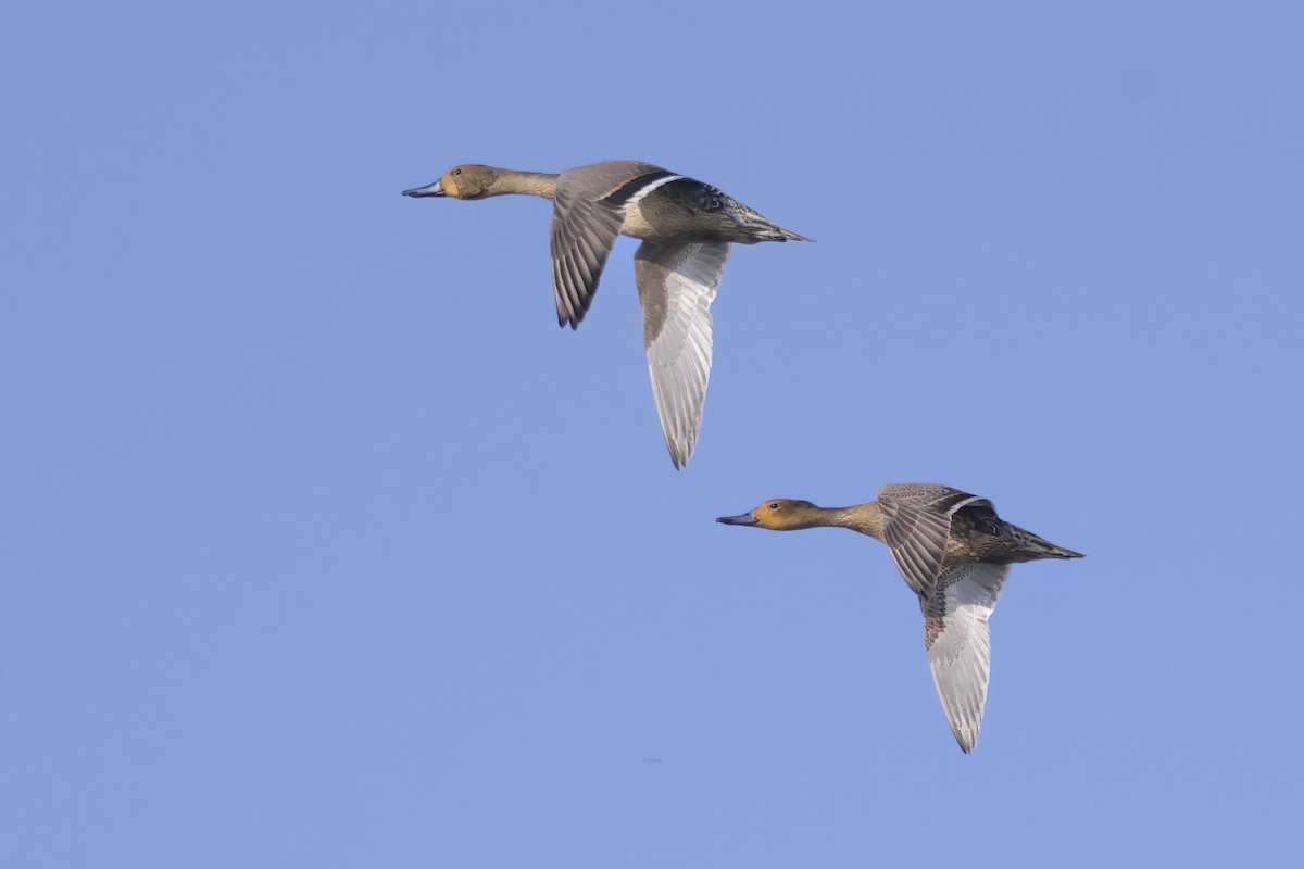 Шилохвіст північний - ML644522331