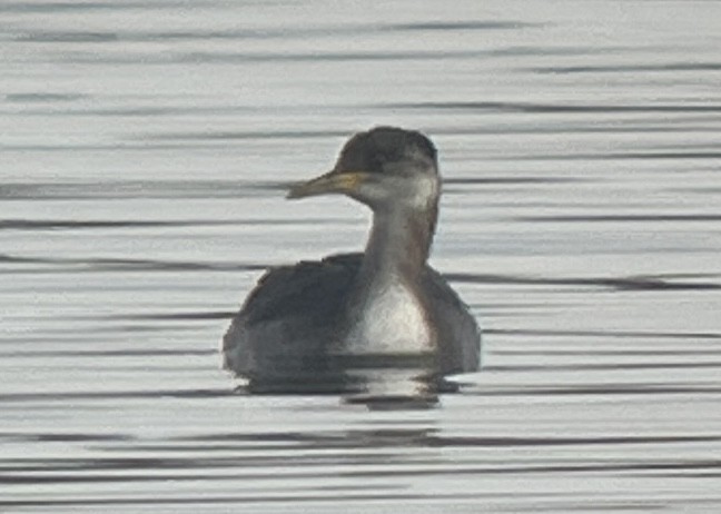 Red-necked Grebe - ML644522336
