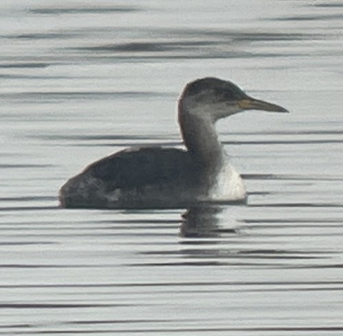 Red-necked Grebe - ML644522337