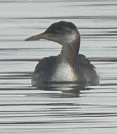 Red-necked Grebe - ML644522338