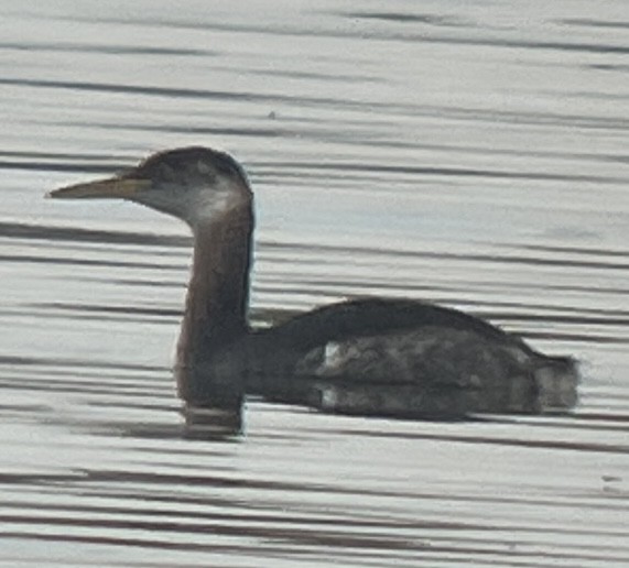Red-necked Grebe - ML644522339