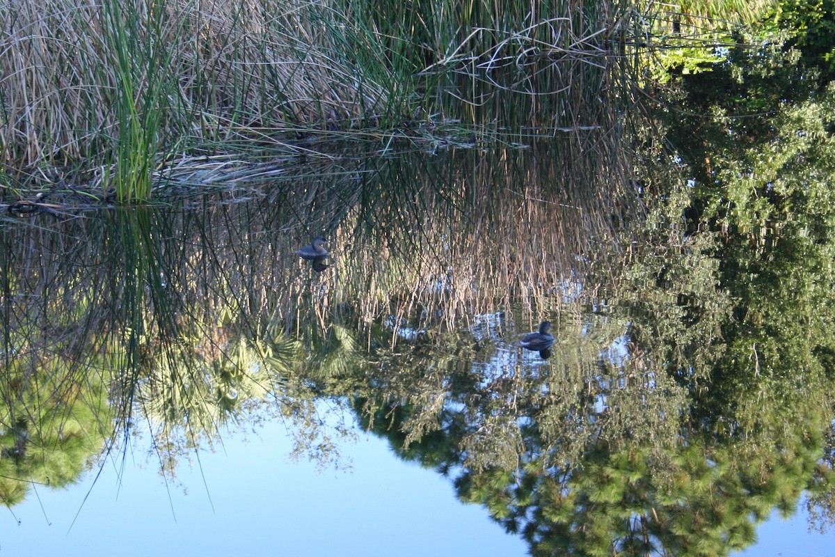 Pied-billed Grebe - ML644522350