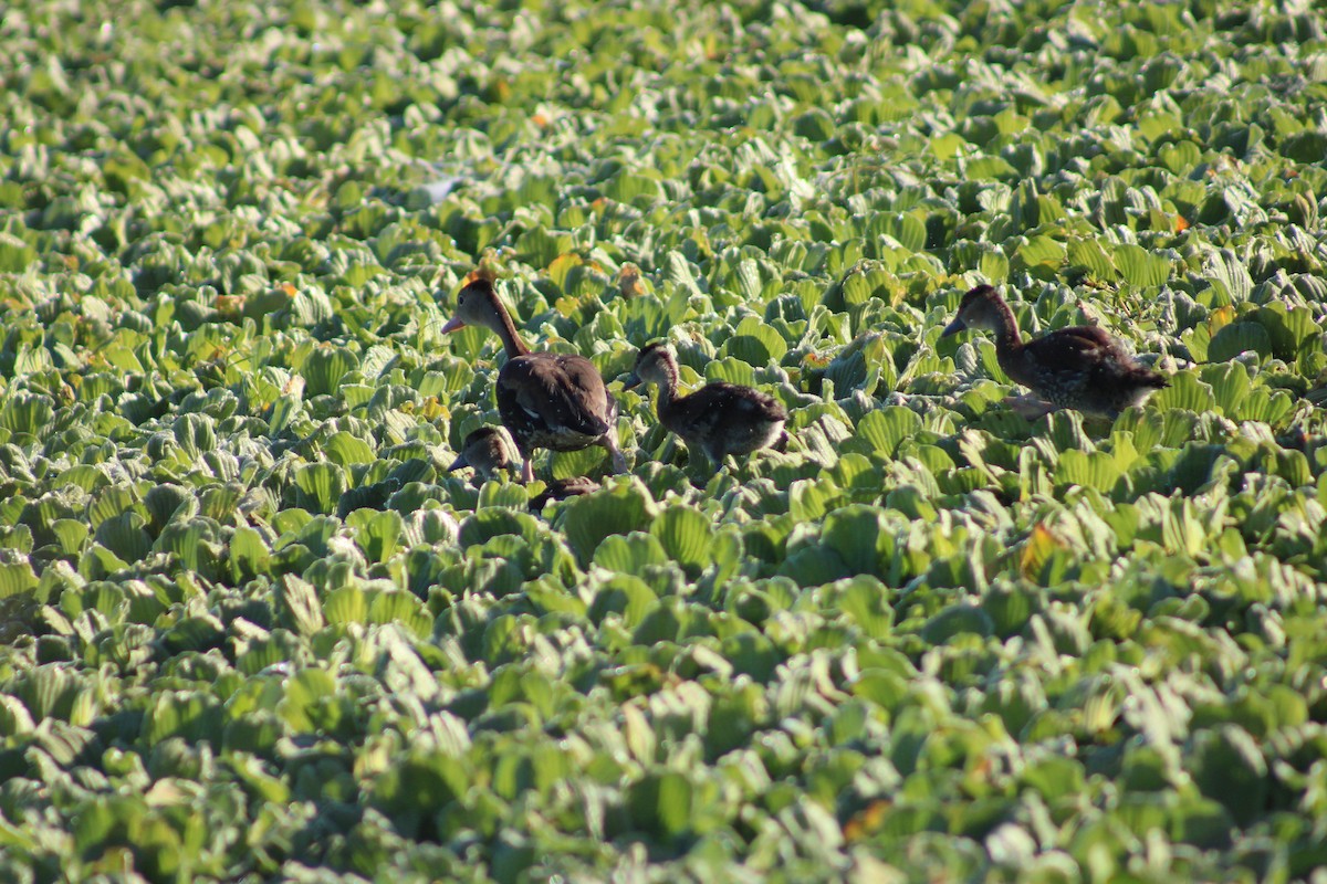 rødnebbplystreand - ML644522365