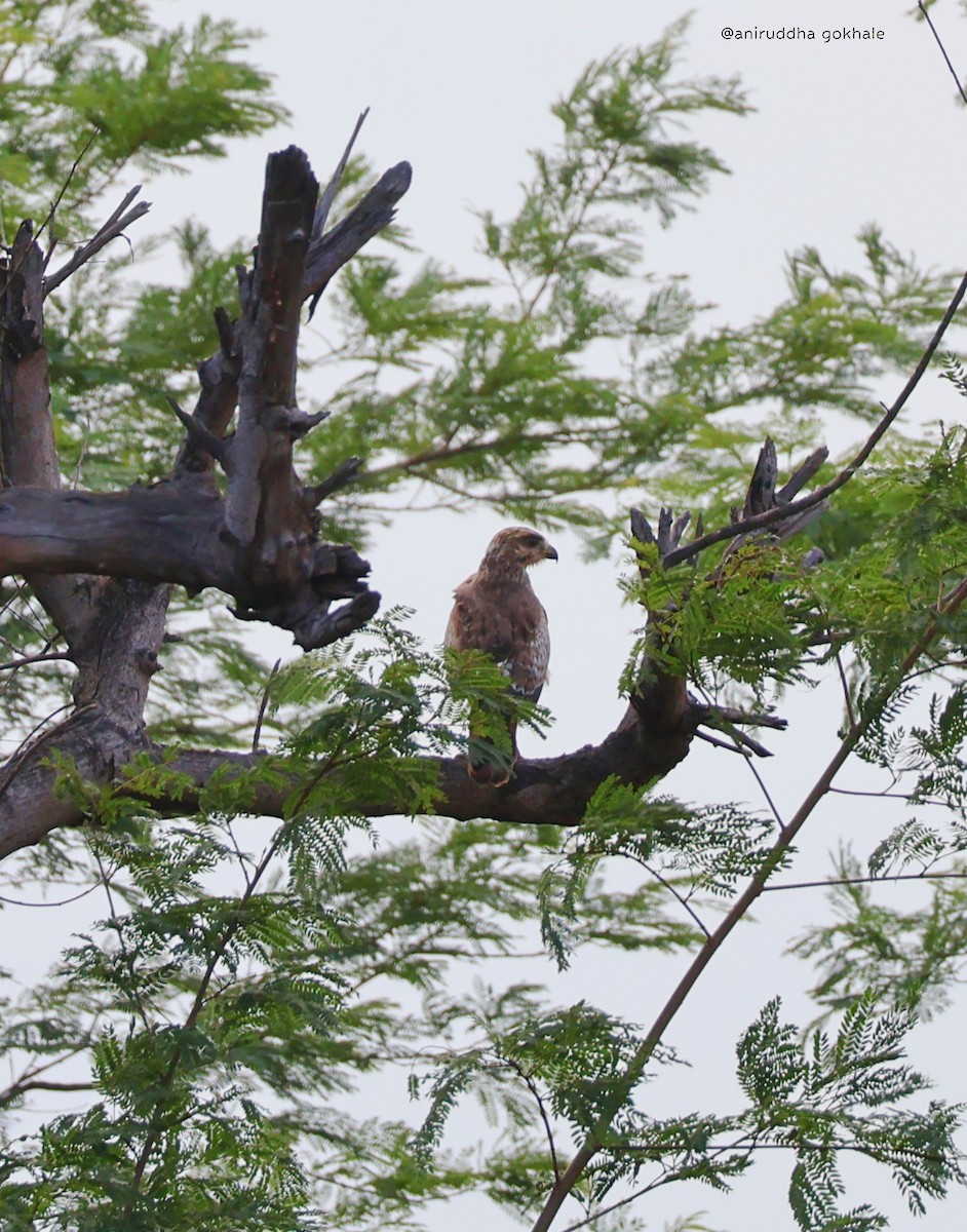 hvitøyevåk - ML644522369