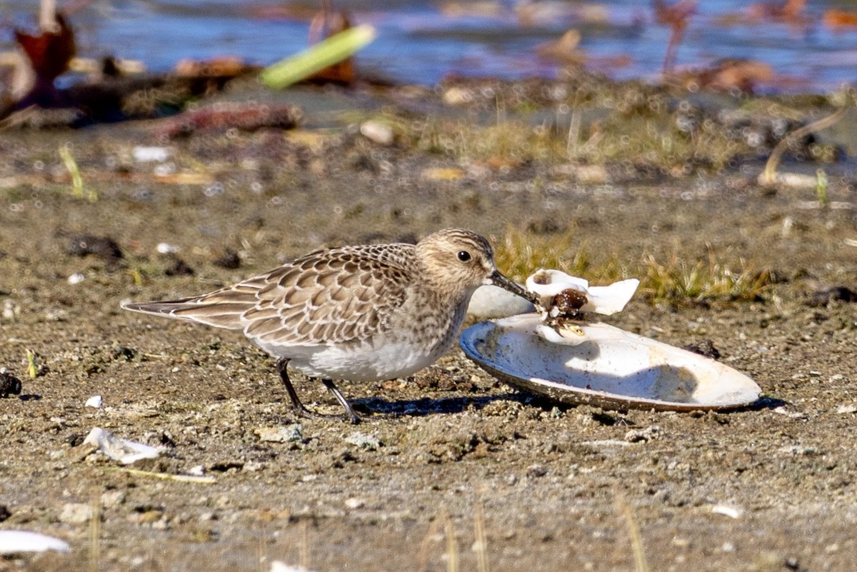 Байрдийн элсэг - ML644522373