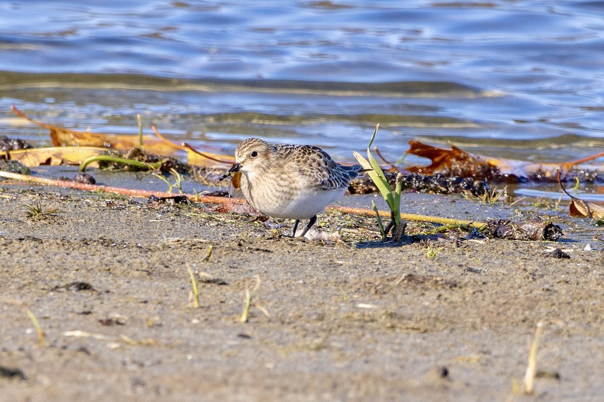 Байрдийн элсэг - ML644522374