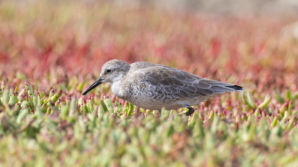 Шармаг элсэг - ML644522379