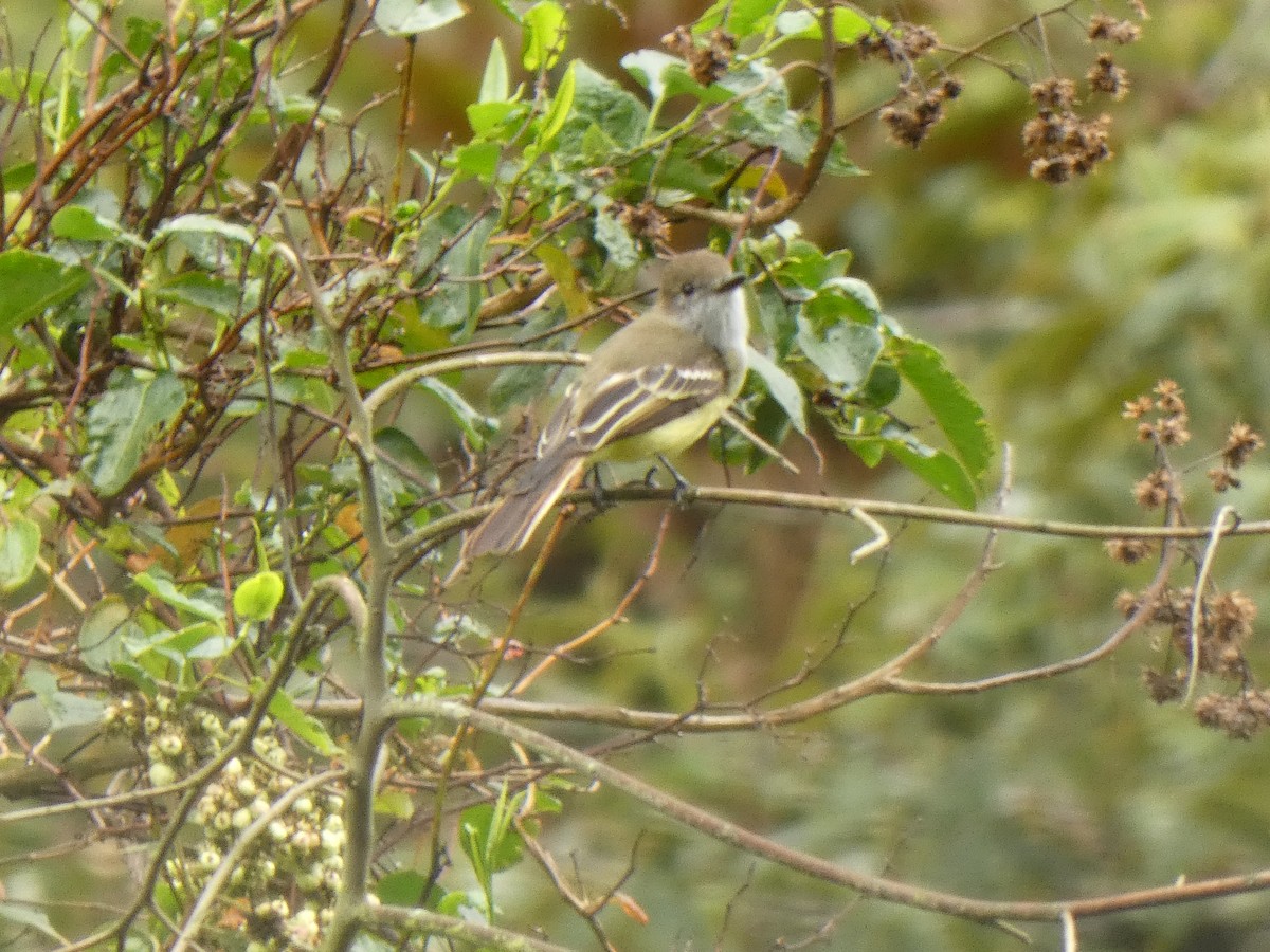 Tyran givré - ML644522380