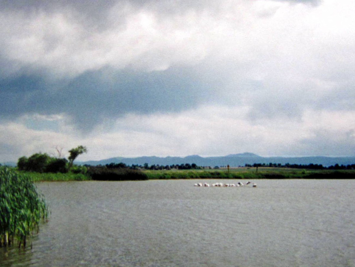 Пеликан-носорог - ML644522400