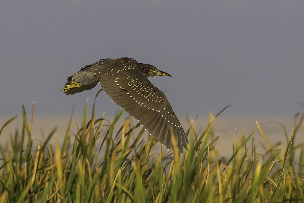 Bihoreau gris - ML644522409