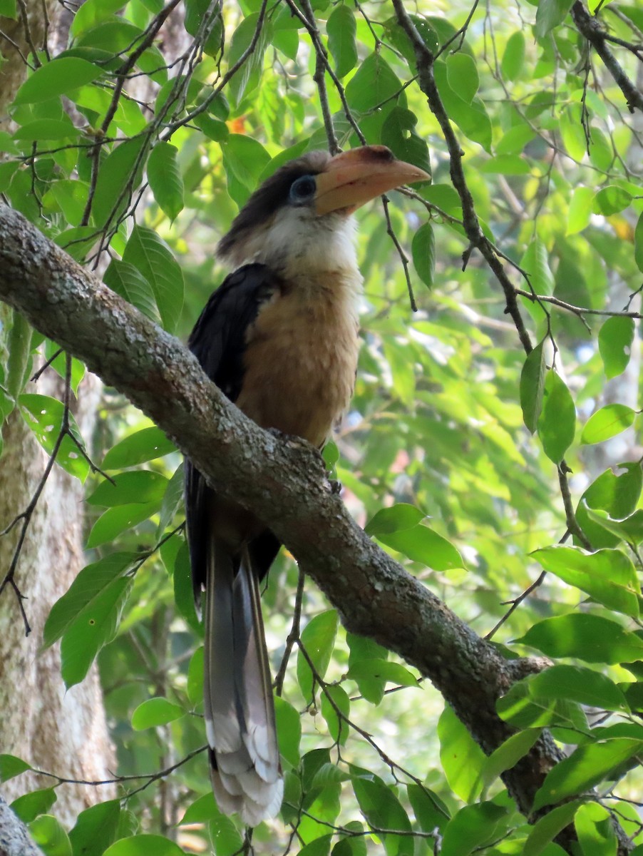 アッサムサイチョウ - ML644522411