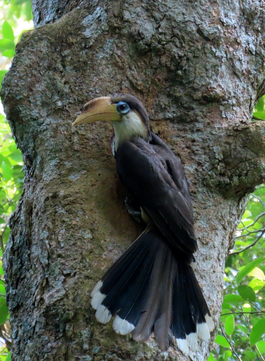 アッサムサイチョウ - ML644522412