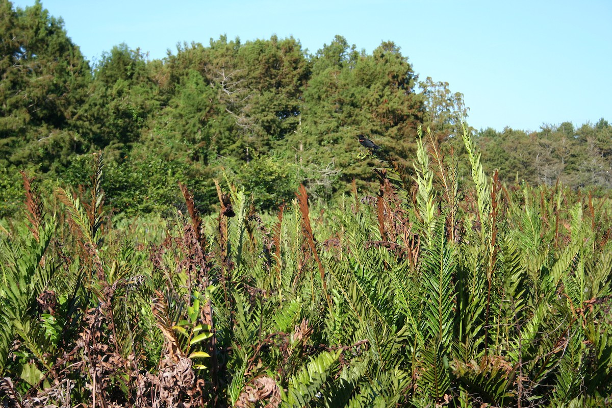 Red-winged Blackbird - ML644522413