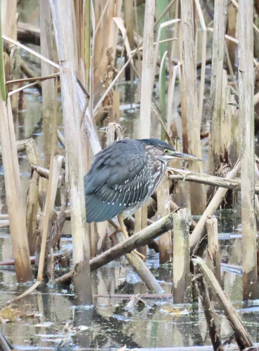 Green Heron - ML644522414