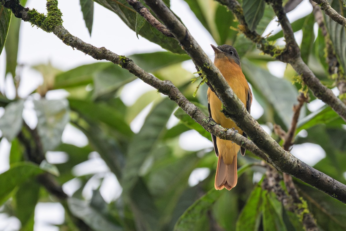 Graukopf-Attilatyrann - ML644522421