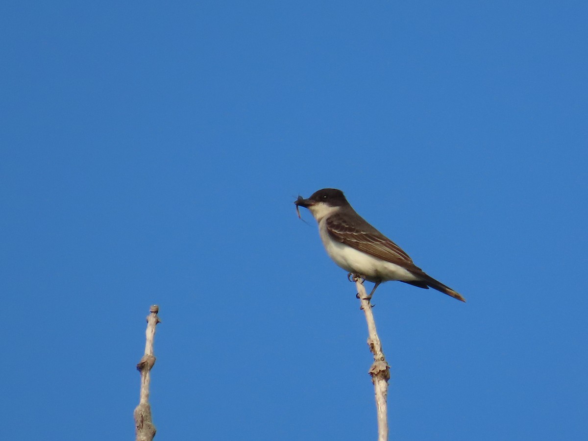 Tyran tritri - ML644522423