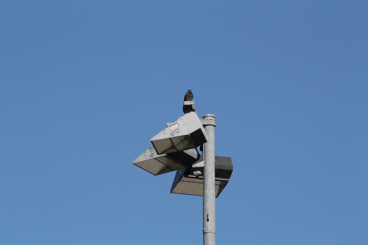 יונת בית - ML644522424