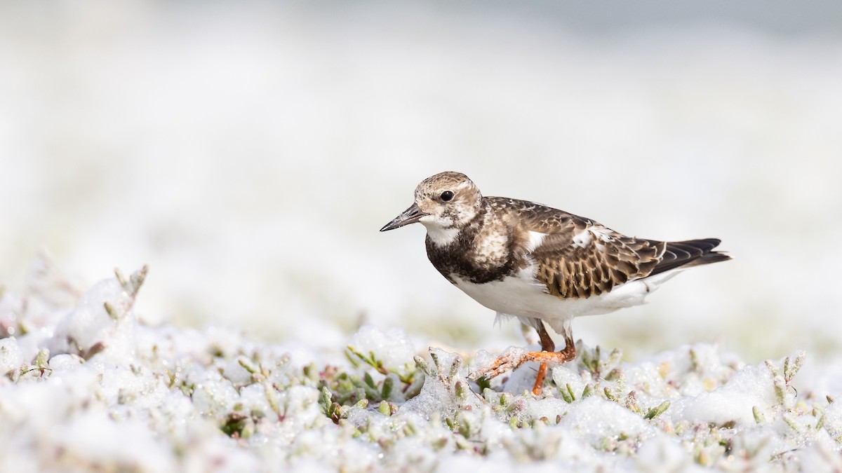 Ruddy Turnstone - ML644522429