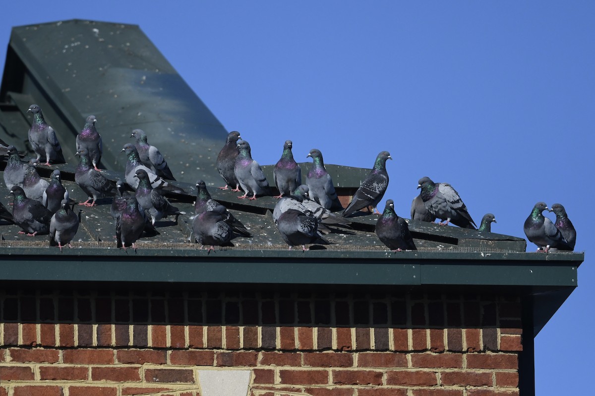 יונת בית - ML644522430