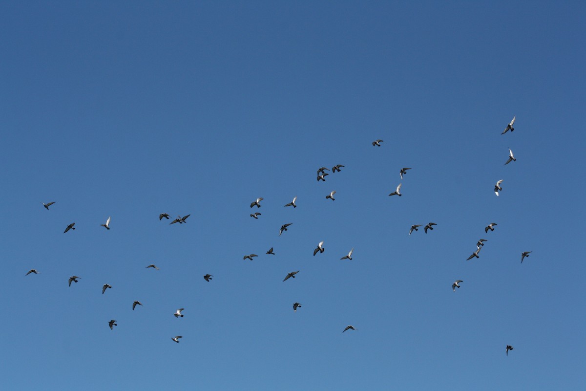 יונת בית - ML644522437
