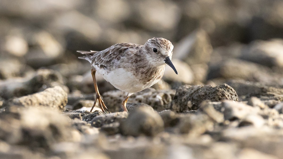 Least Sandpiper - ML644522442