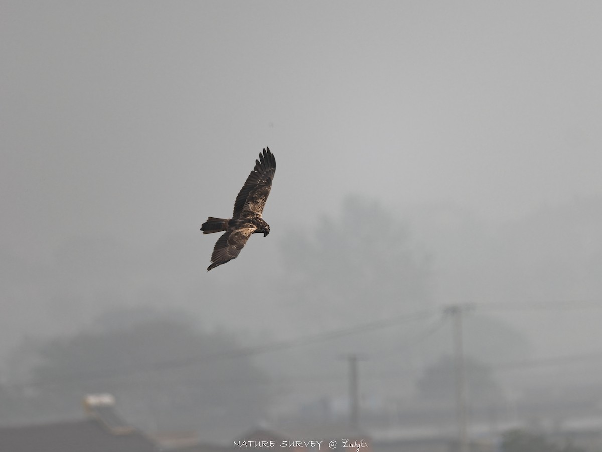 Eastern Marsh Harrier - ML644522443