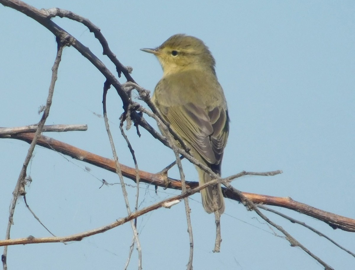 Luì piccolo - ML644522444