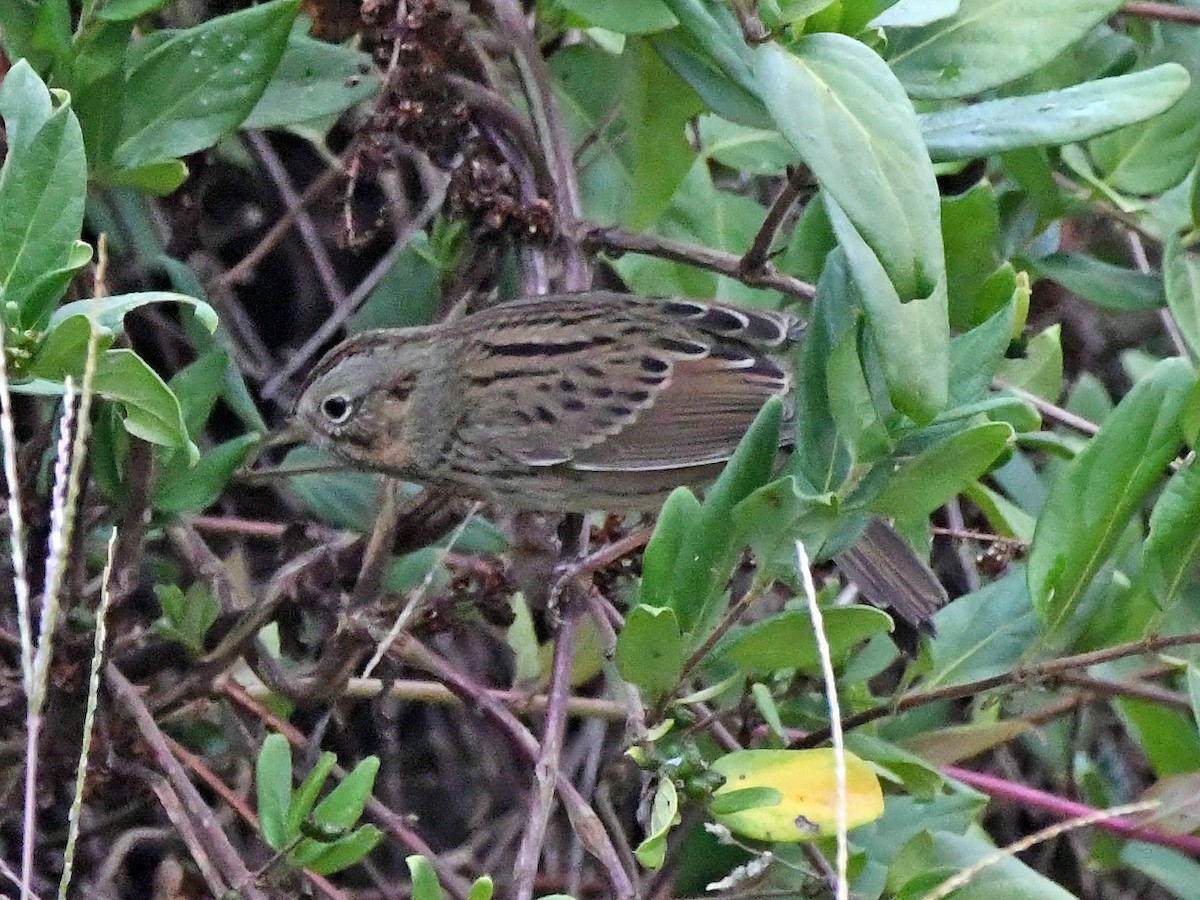 Lincoln's Sparrow - ML644522455