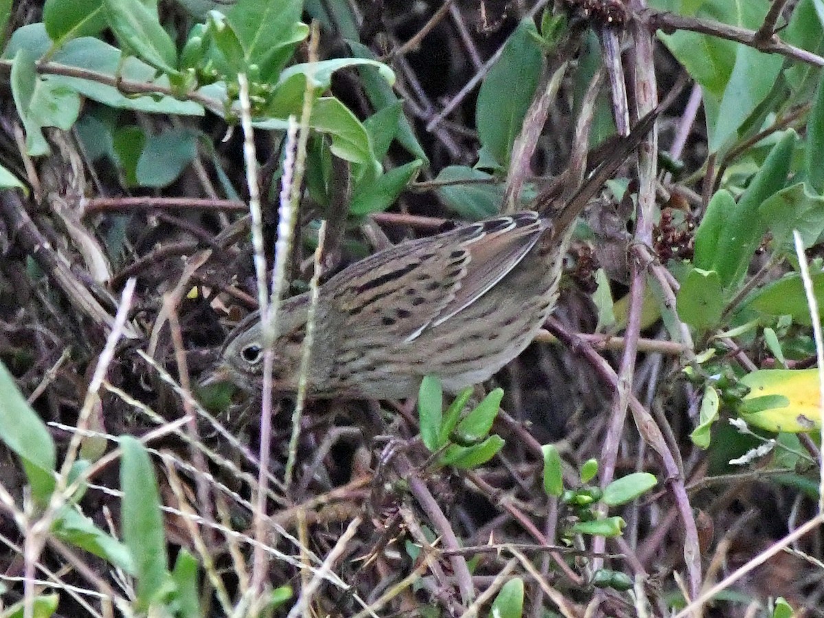 Lincoln's Sparrow - ML644522456