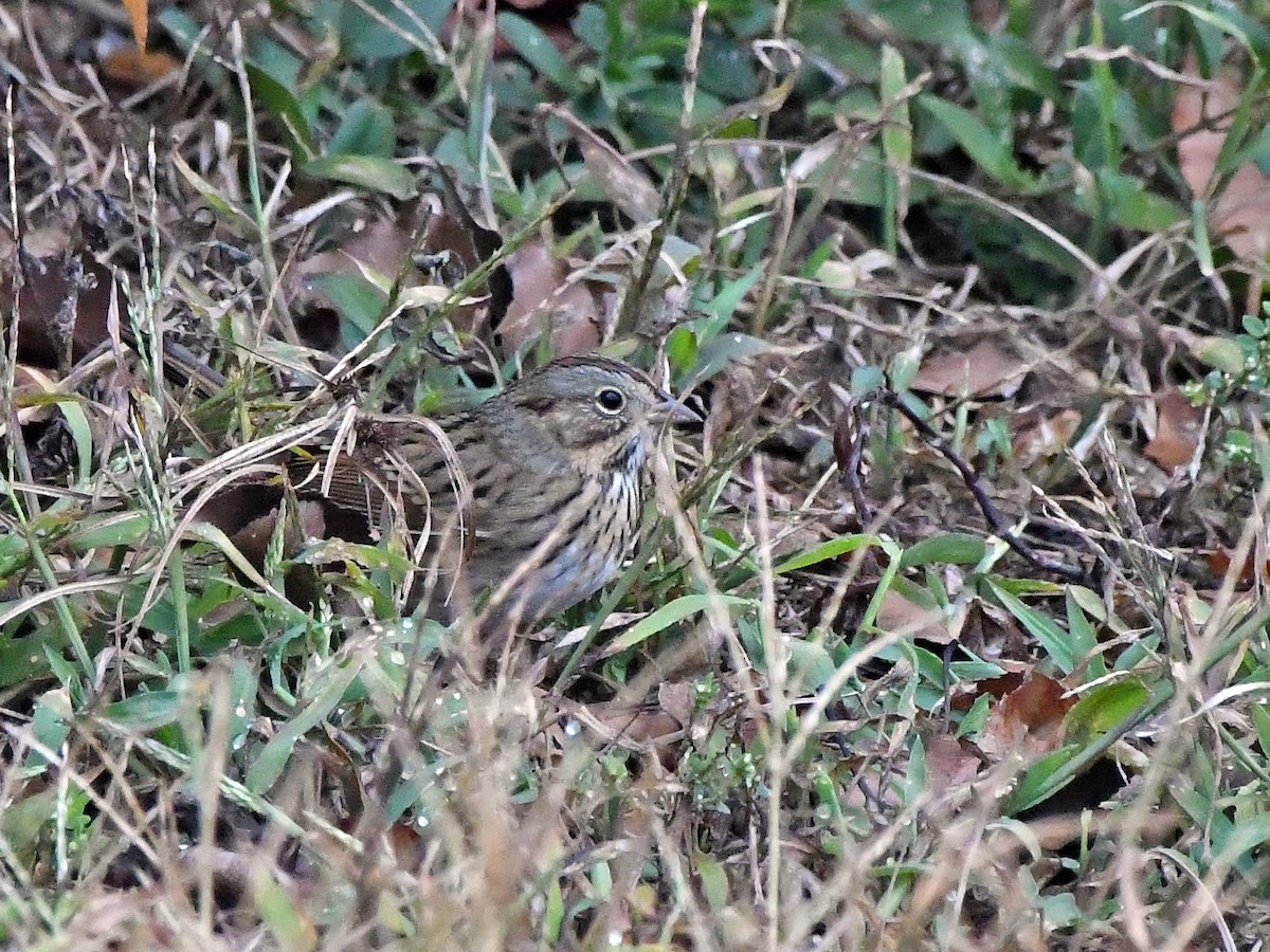 Lincoln's Sparrow - ML644522457