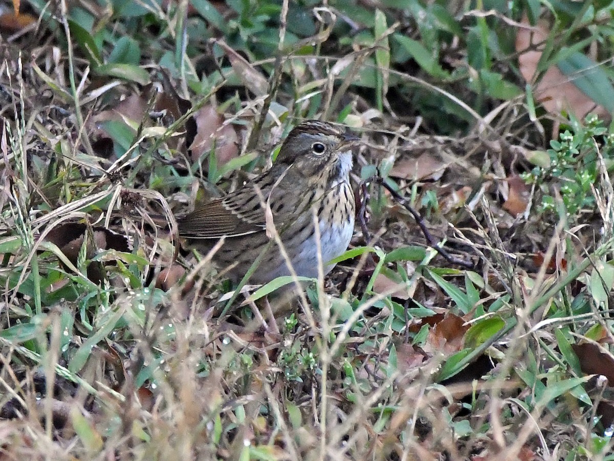 Lincoln's Sparrow - ML644522458