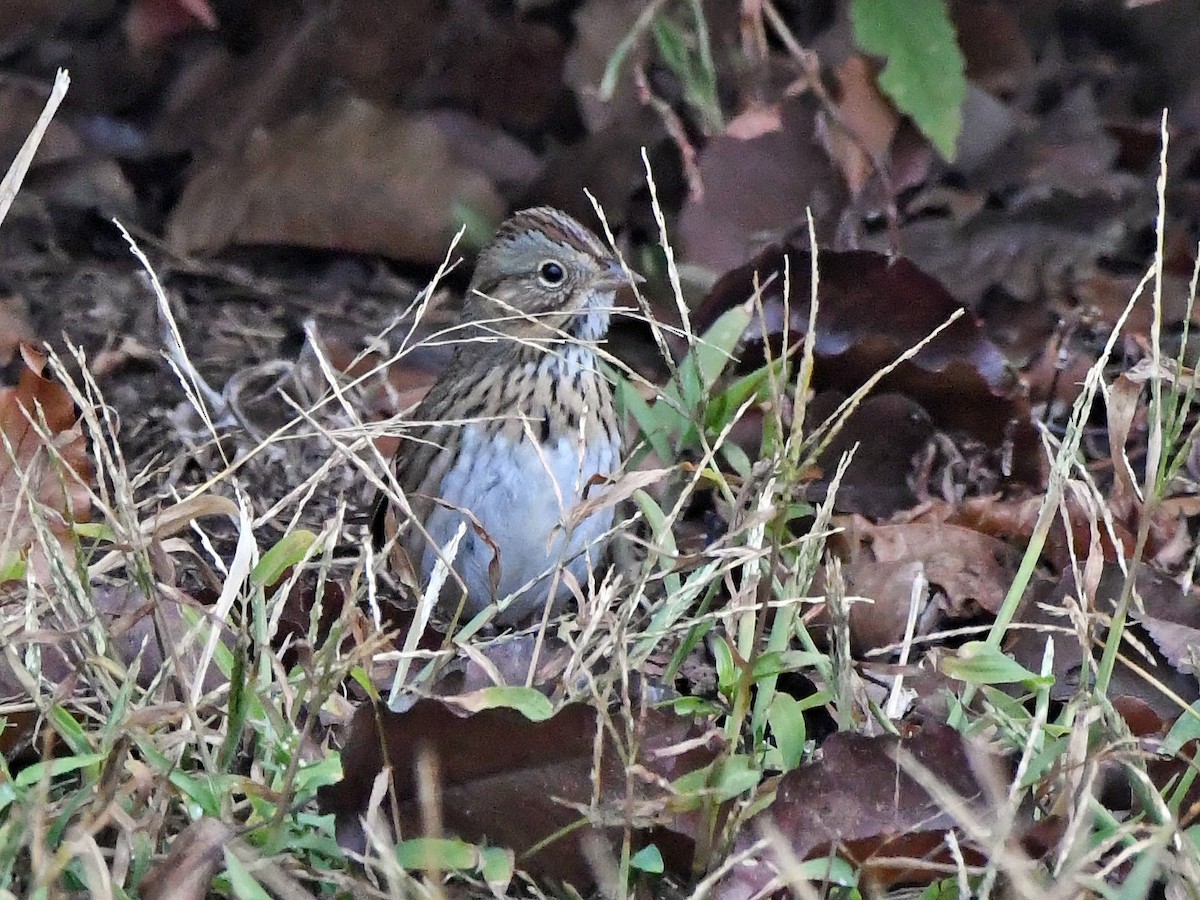 Lincoln's Sparrow - ML644522459