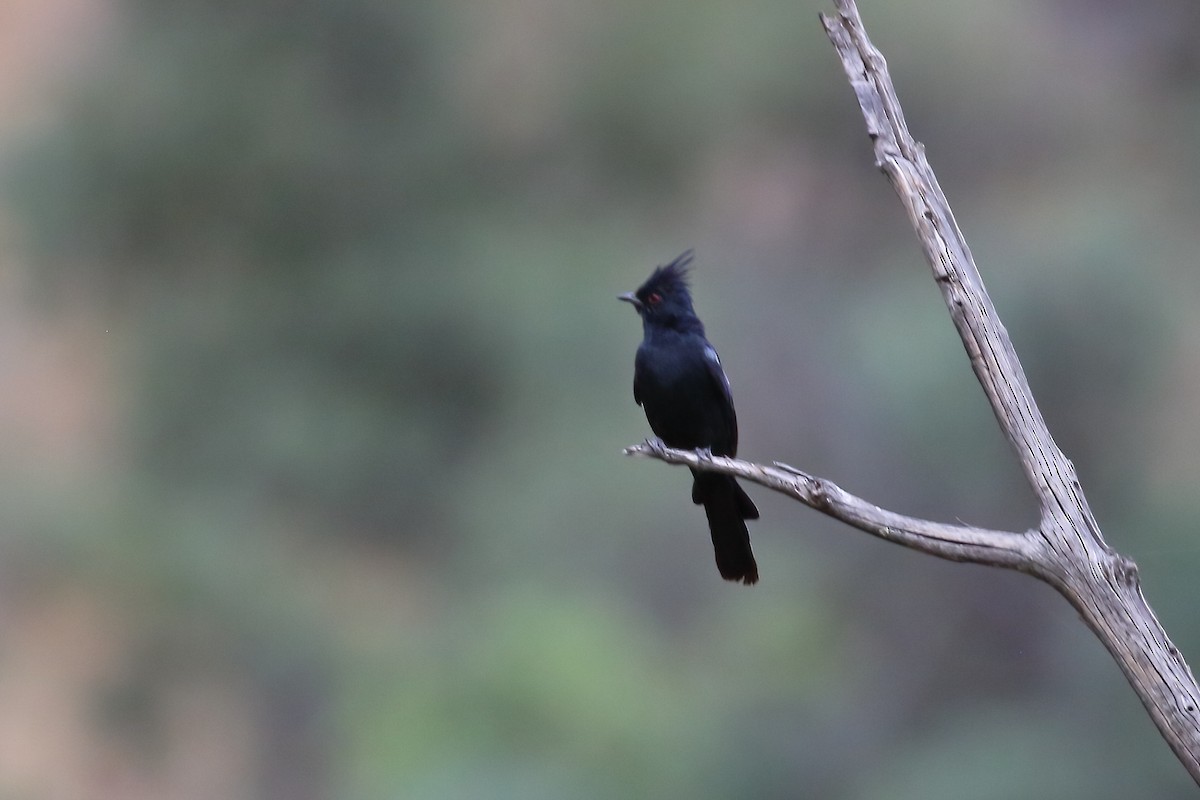 Phainopepla - ML644522460