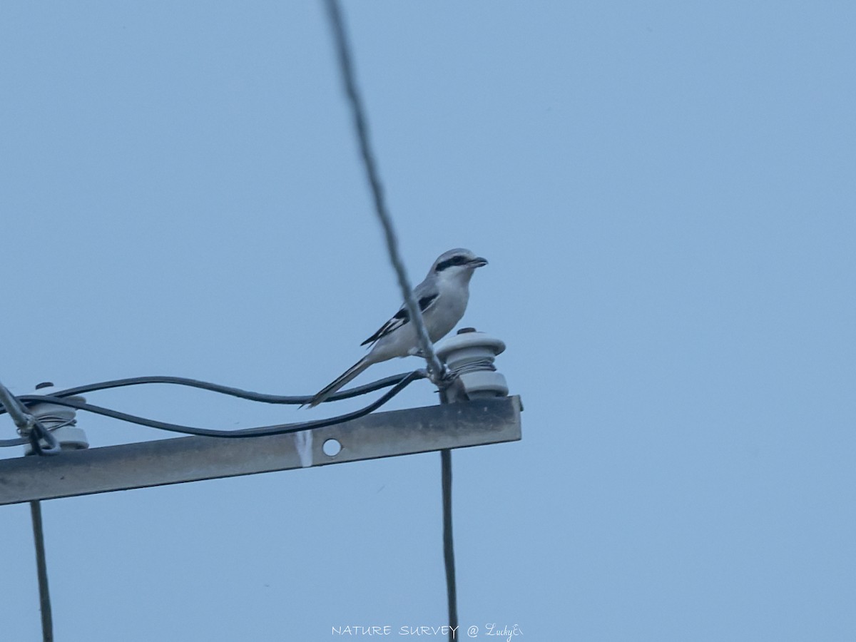 Chinese Gray Shrike - ML644522465
