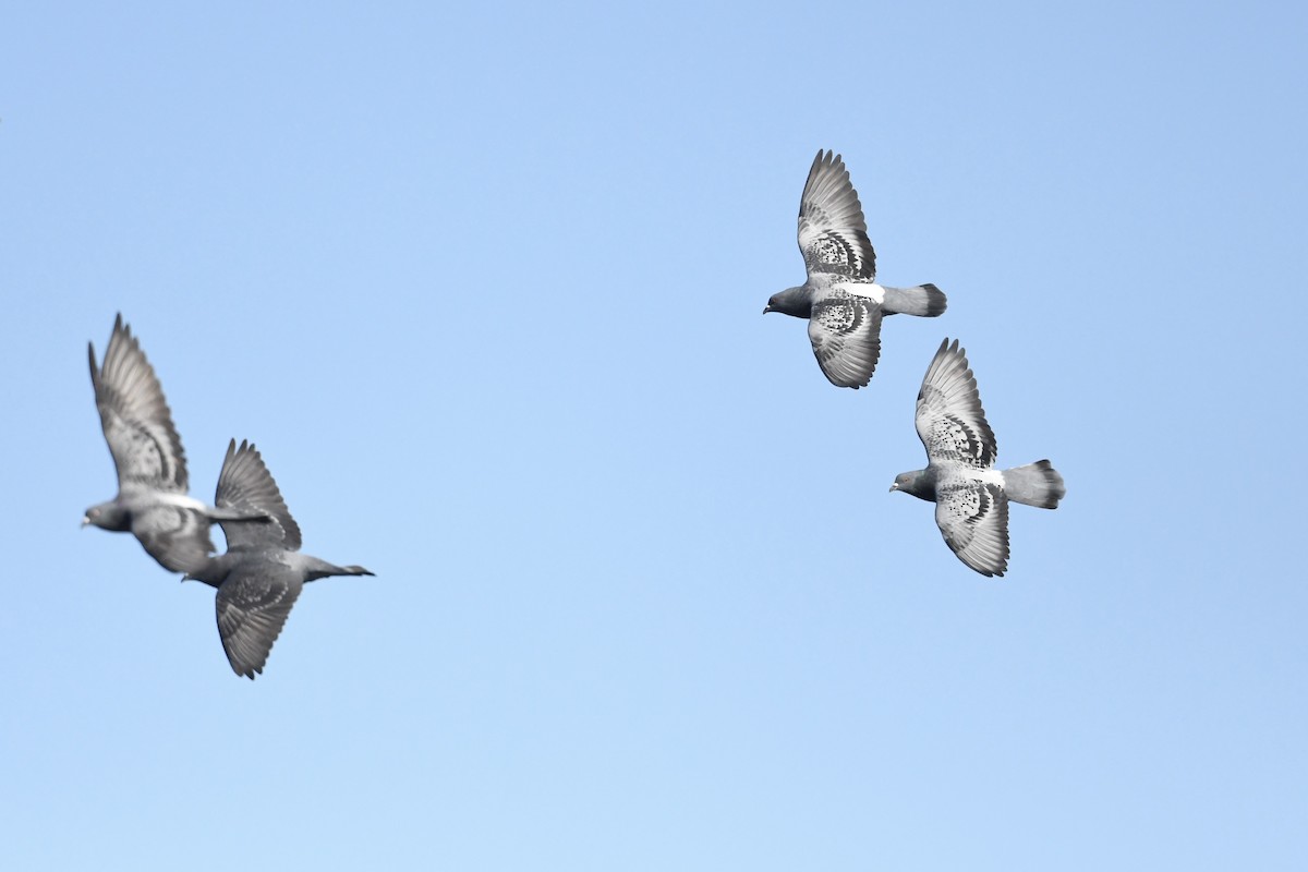 יונת בית - ML644522471